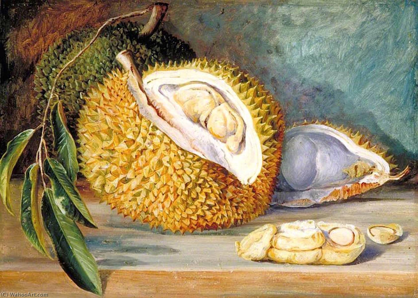 Kauf Museum Kunstreproduktionen Durianfrucht aus einem großen Baum, Sarawak, Borneo, 1876 von Marianne North (1830-1890, United Kingdom) | ArtsDot.com