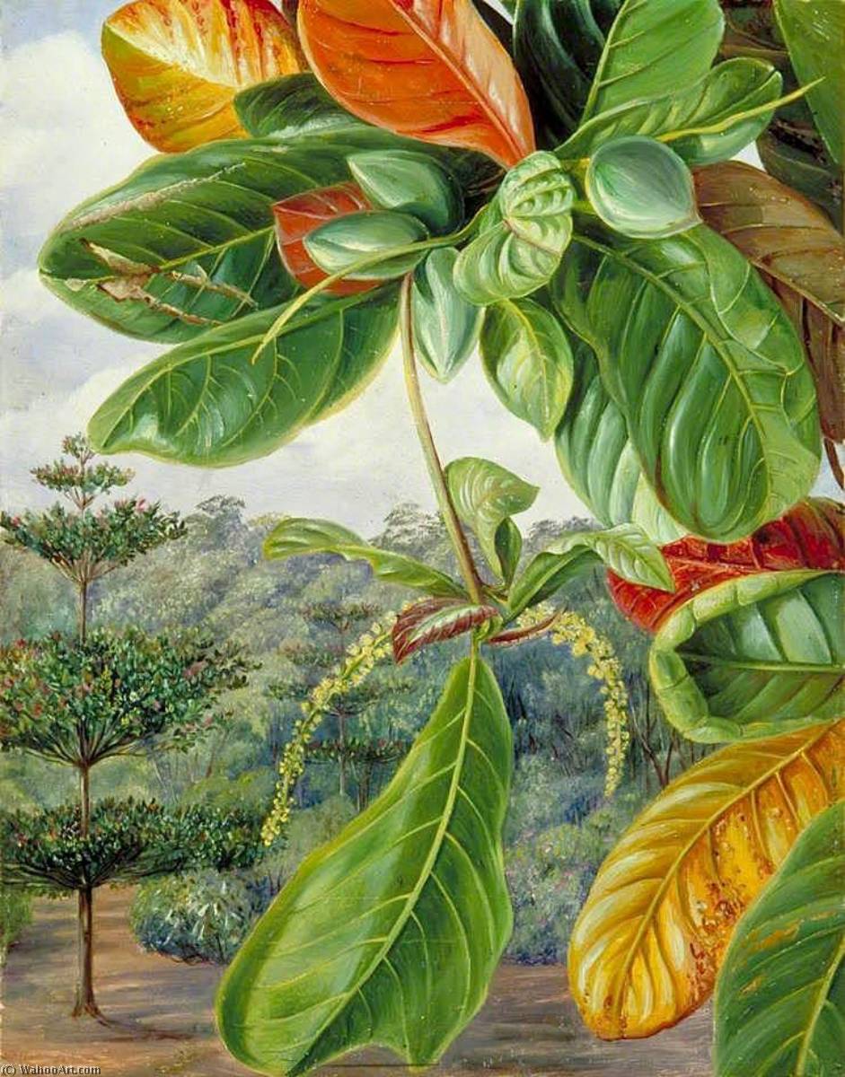 Order Paintings Reproductions Indian Almond, 1879 by Marianne North (1830-1890, United Kingdom) | ArtsDot.com