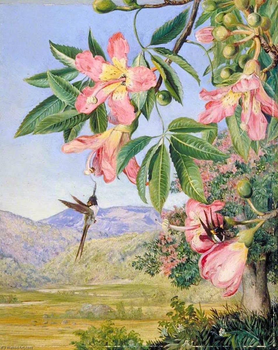 Order Art Reproductions Foliage and Flowers of a Chorisia and Double Crested Humming Birds, Brazil, 1873 by Marianne North (1830-1890, United Kingdom) | ArtsDot.com