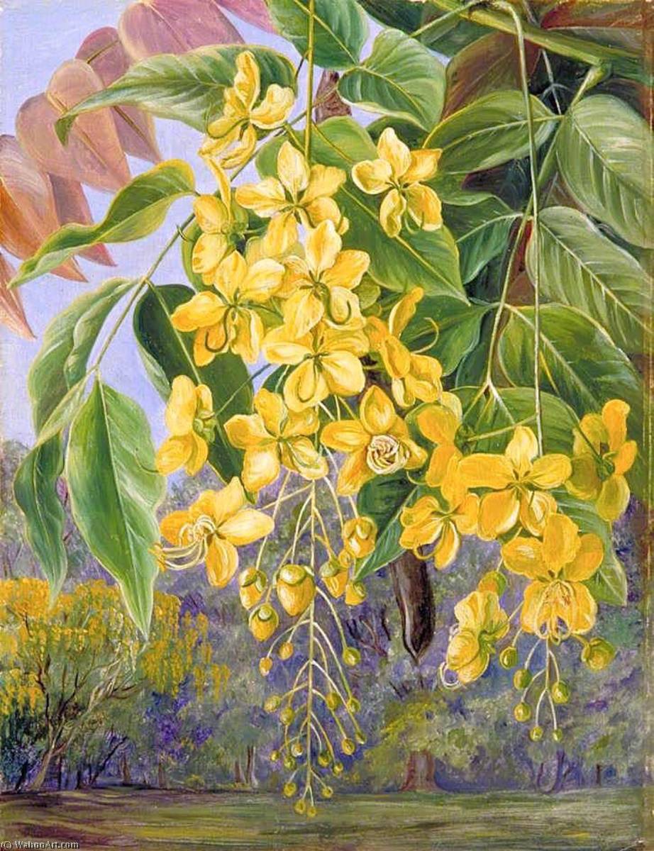 Buy Museum Art Reproductions Foliage and Flowers and a Pod of the Amaltas or Indian Laburnum, 1879 by Marianne North (1830-1890, United Kingdom) | ArtsDot.com