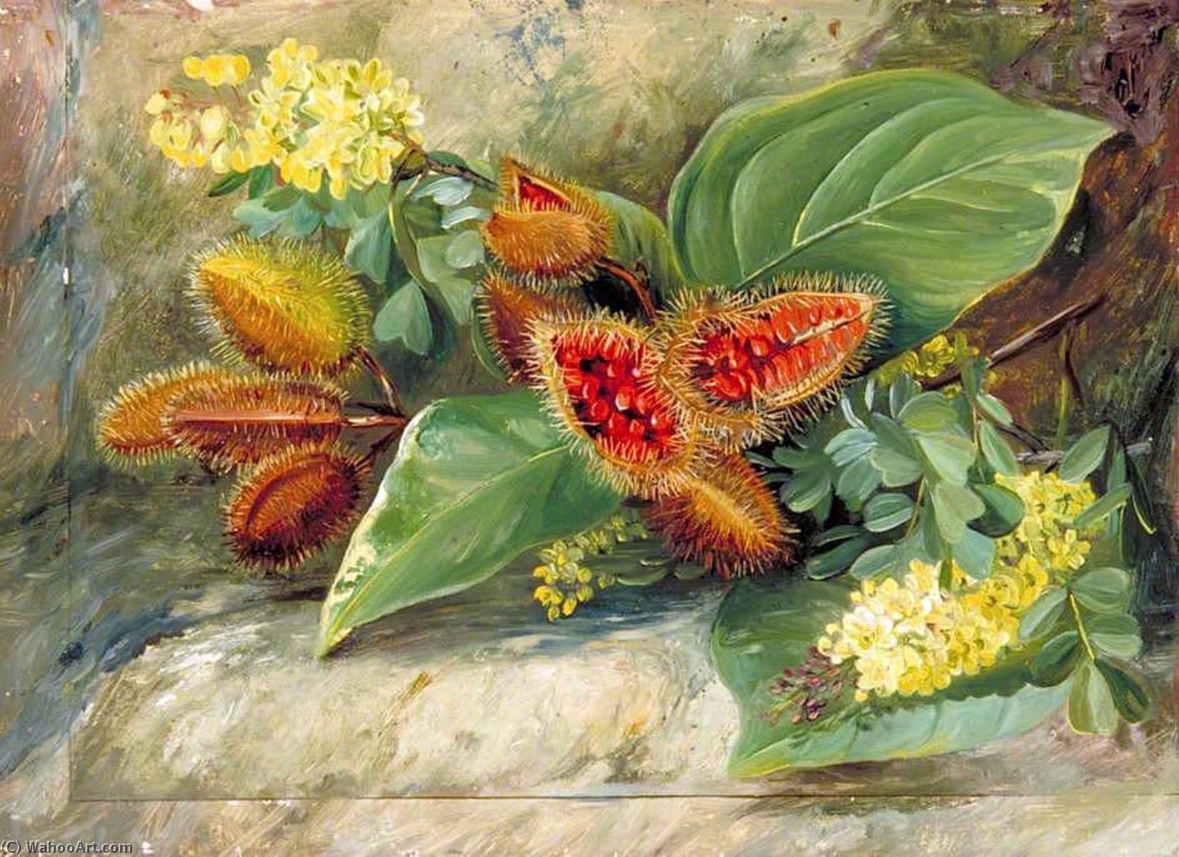 Order Art Reproductions Foliage and Fruit of Arnatto and Foliage and Flowers of Logwood, Jamaica, 1872 by Marianne North (1830-1890, United Kingdom) | ArtsDot.com