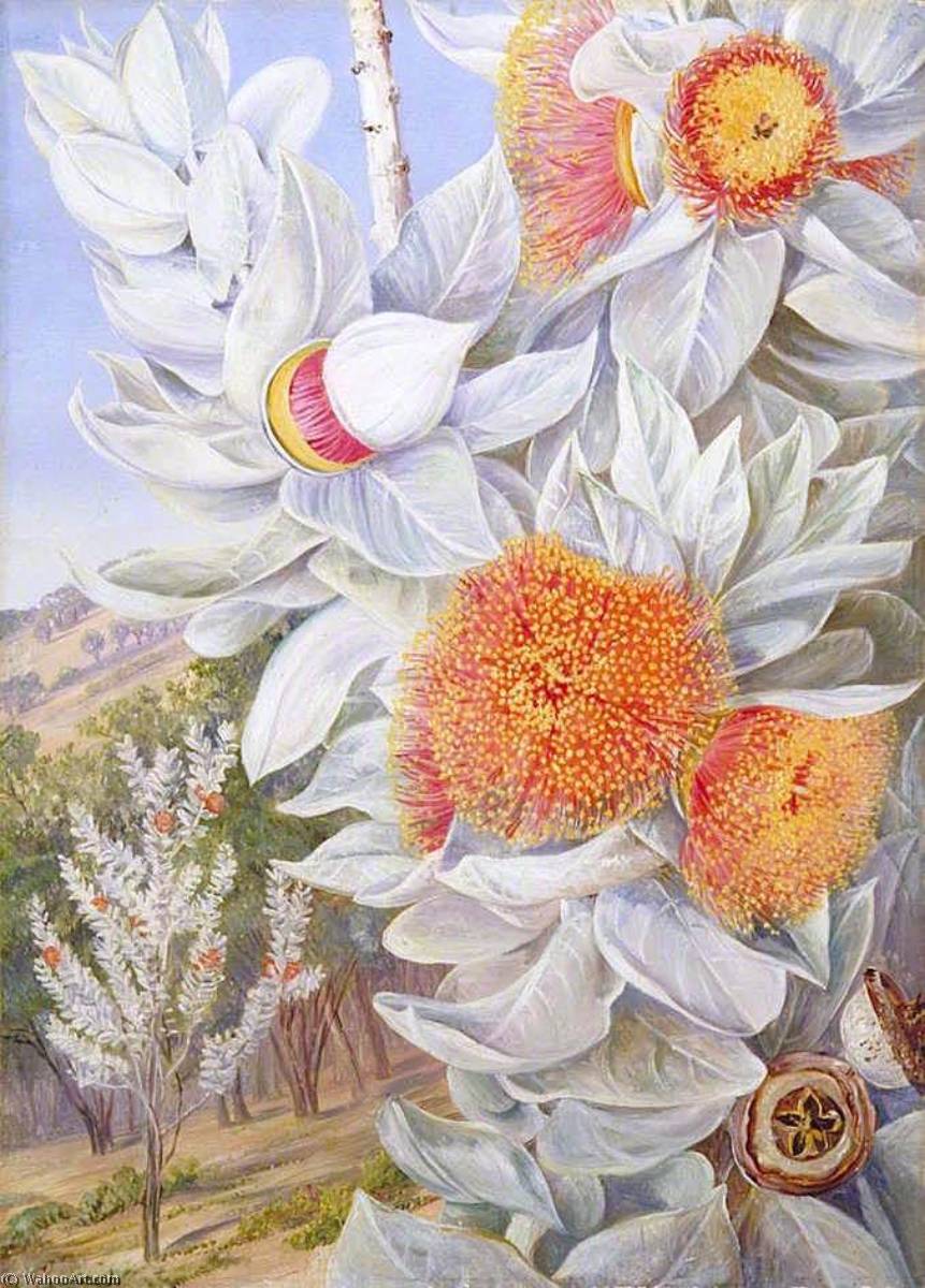 Order Art Reproductions Foliage, Flowers and Seed Vessels of a Rare West Australian Shrub, 1889 by Marianne North (1830-1890, United Kingdom) | ArtsDot.com