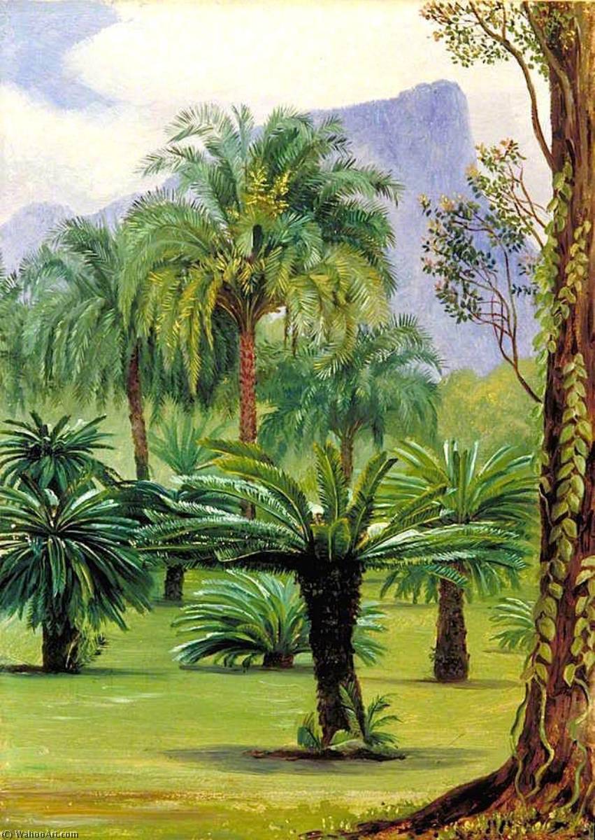 Buy Museum Art Reproductions Group of Sago Yielding Cycads in the Botanic Garden at Rio Janeiro, 1873 by Marianne North (1830-1890, United Kingdom) | ArtsDot.com