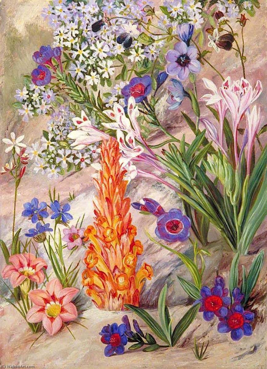 Buy Museum Art Reproductions A Medley from Groot Post, South Africa, 1882 by Marianne North (1830-1890, United Kingdom) | ArtsDot.com