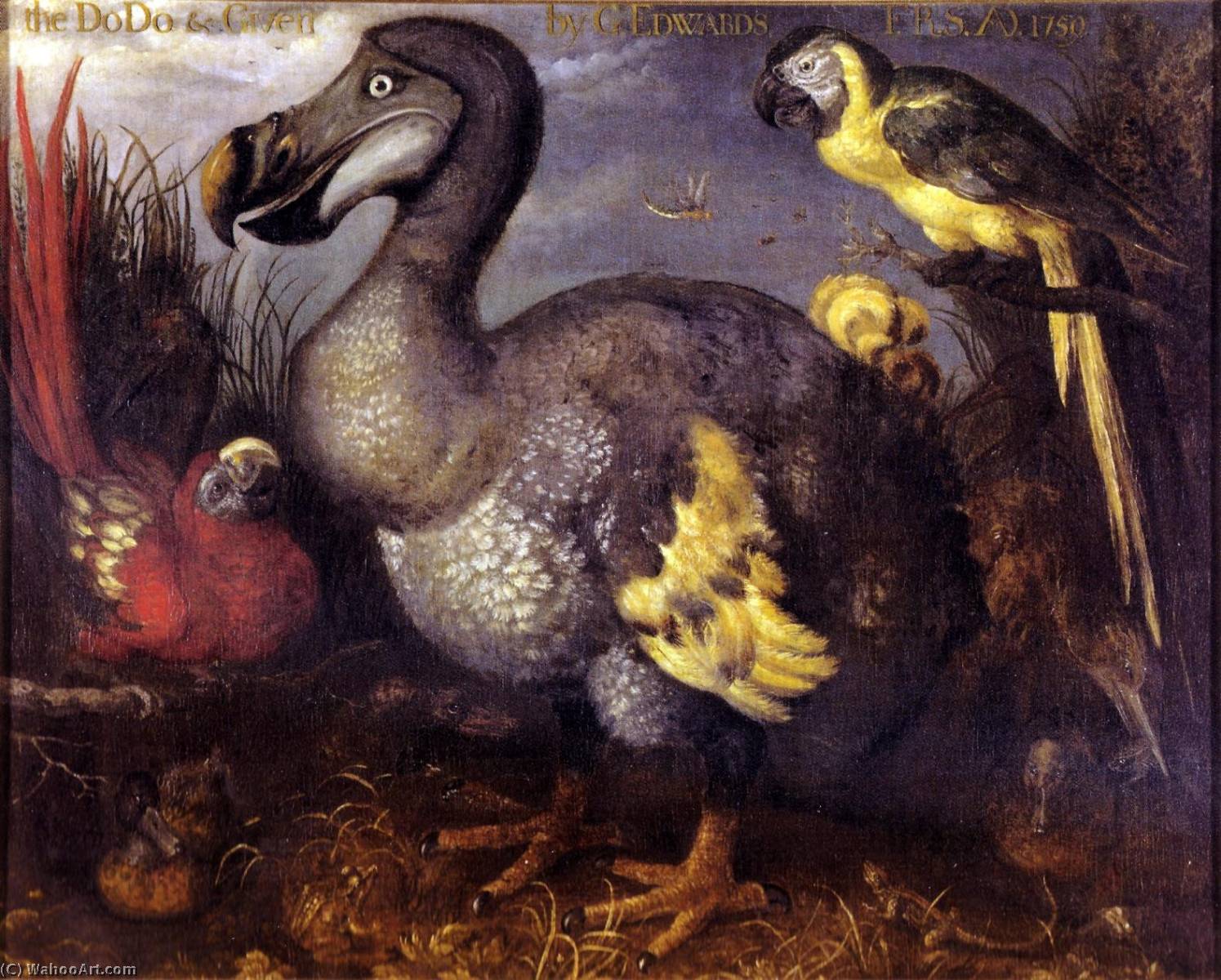 顺序 藝術再現 Edward`s Dodo 。, 1626 通过 Roelant Savery (1576-1639) | ArtsDot.com