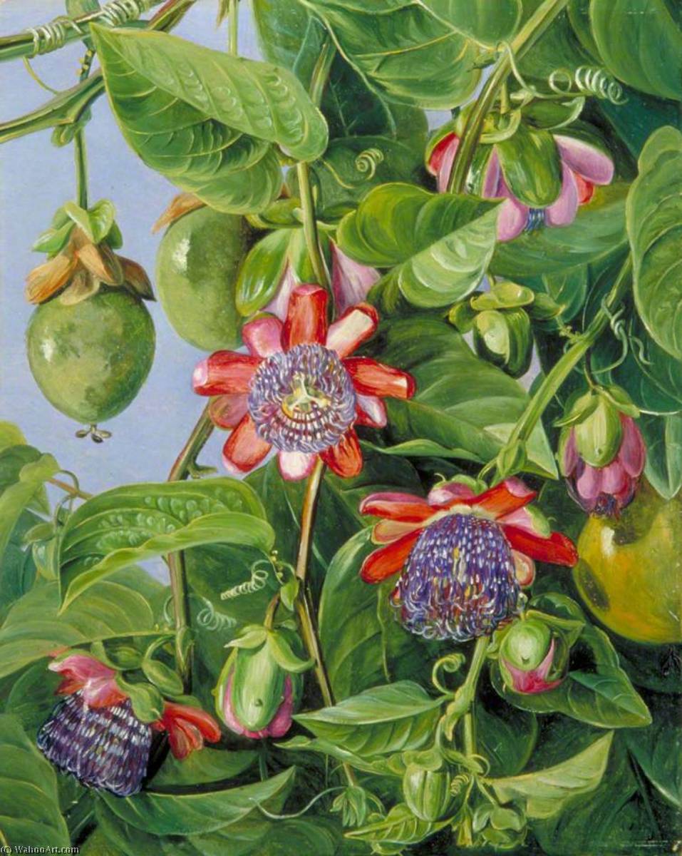 Buy Museum Art Reproductions Flowers and Fruit of the Maricojas Passion Flower, Brazil, 1873 by Marianne North (1830-1890, United Kingdom) | ArtsDot.com