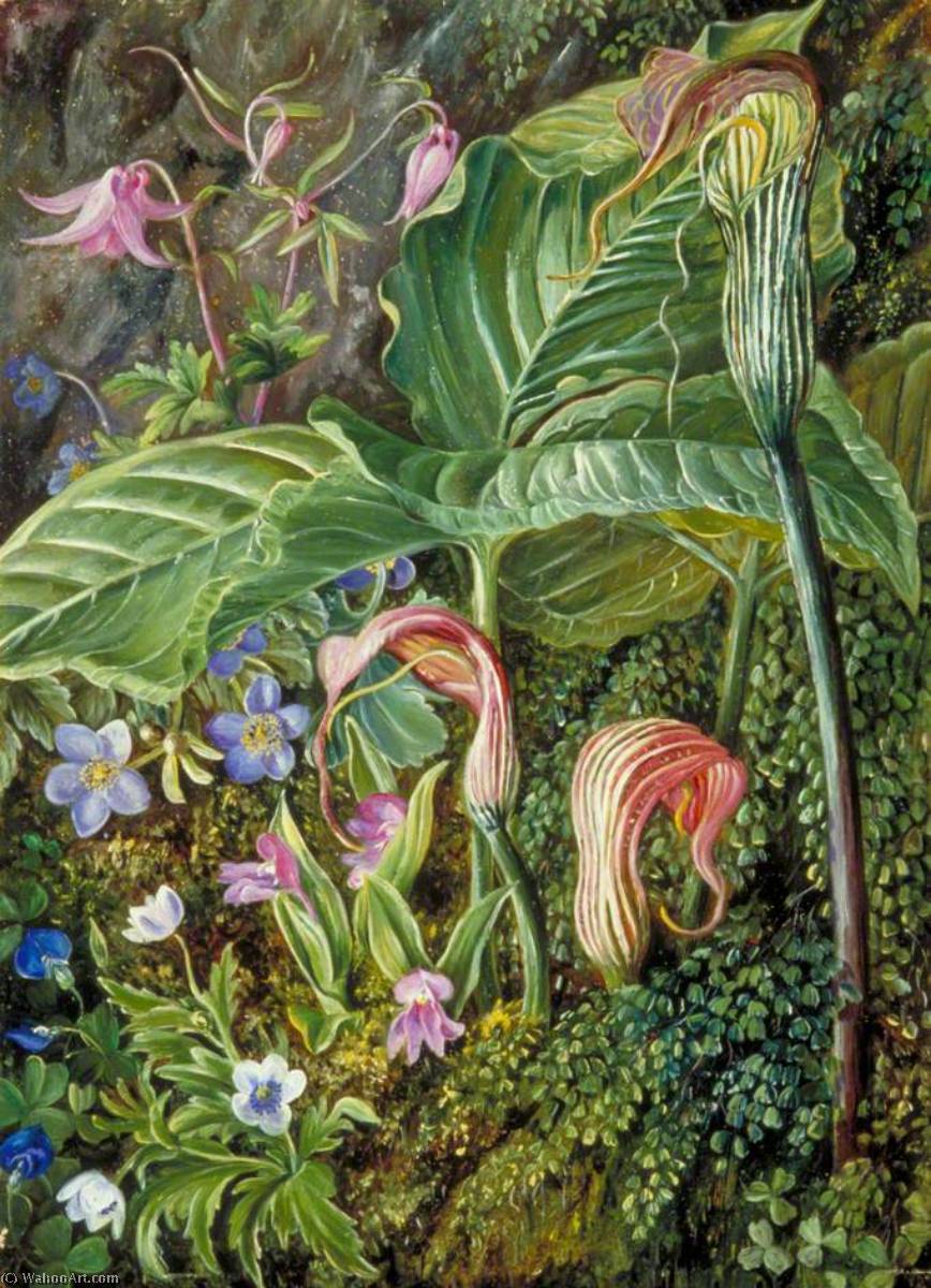 Order Art Reproductions Himalayan Flowers Embedded in Maidenhair Fern, 1878 by Marianne North (1830-1890, United Kingdom) | ArtsDot.com