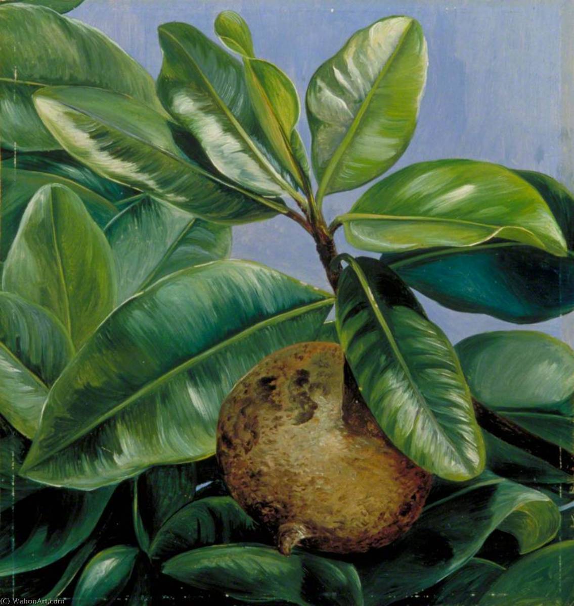 Buy Museum Art Reproductions Foliage and Fruit of Mammee Apple or South American Apricot, 1873 by Marianne North (1830-1890, United Kingdom) | ArtsDot.com