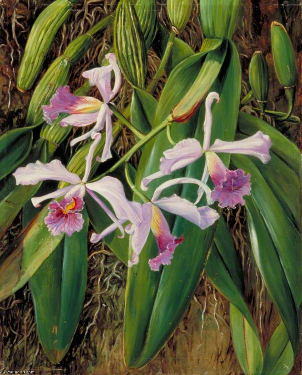 Buy Museum Art Reproductions A Brazilian Orchid, 1873 by Marianne North (1830-1890, United Kingdom) | ArtsDot.com