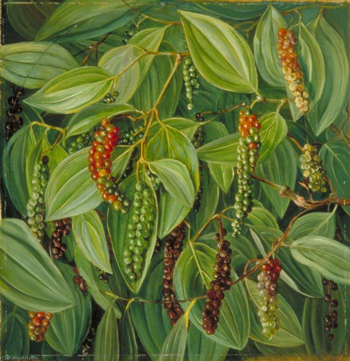 Order Art Reproductions Foliage, Flowers and Fruit of the Pepper Plant, 1870 by Marianne North (1830-1890, United Kingdom) | ArtsDot.com