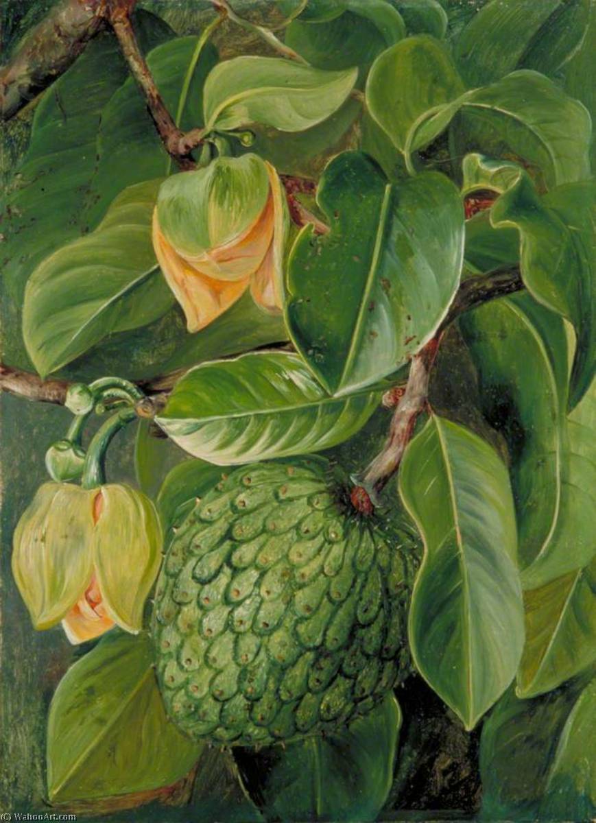 Order Oil Painting Replica Foliage, Flowers and Fruit of the Soursop, Brazil, 1873 by Marianne North (1830-1890, United Kingdom) | ArtsDot.com