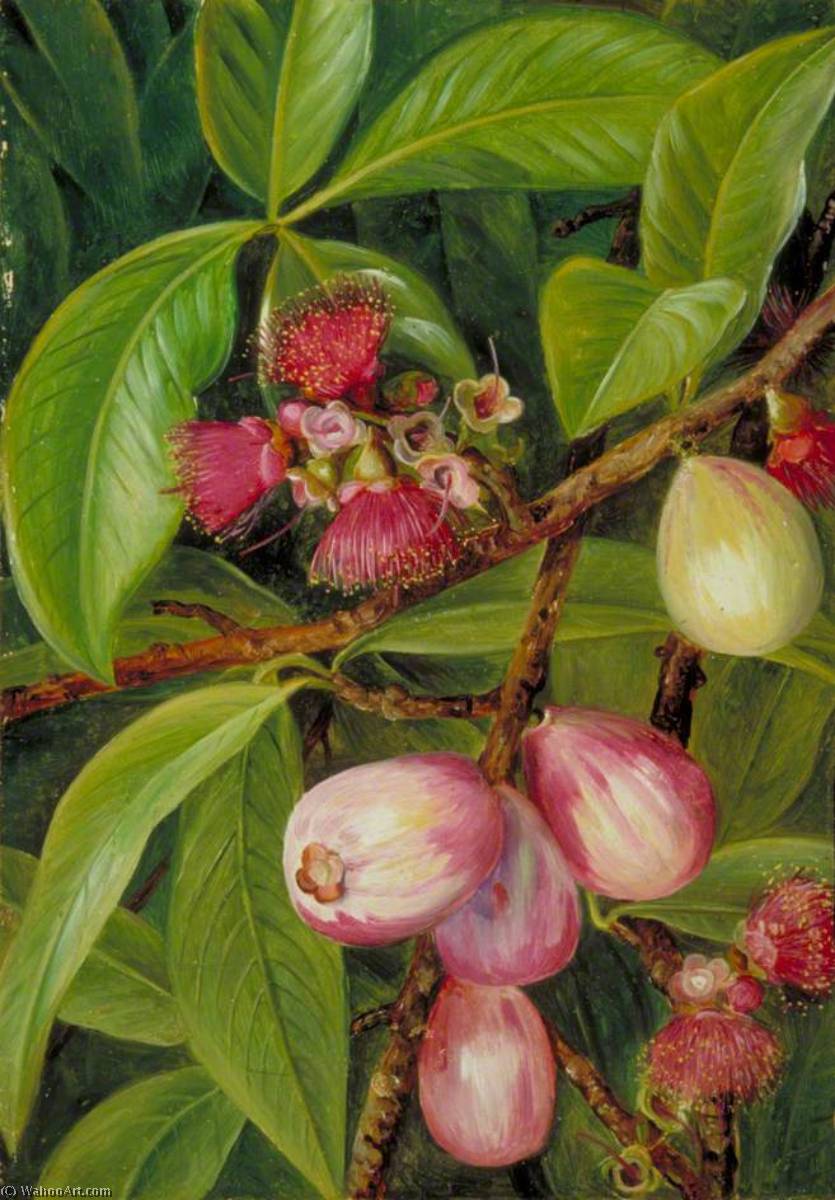Order Paintings Reproductions Foliage, Fruit and Flowers of a Rose Apple, Java, 1876 by Marianne North (1830-1890, United Kingdom) | ArtsDot.com