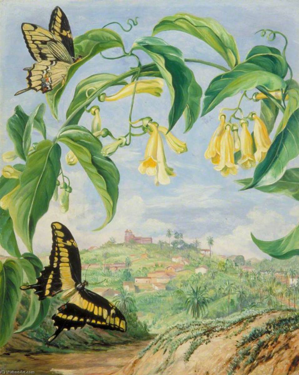 Order Paintings Reproductions Yellow Bignonia and Swallow Tail Butterflies with a View of Congonhas, Brazil, 1873 by Marianne North (1830-1890, United Kingdom) | ArtsDot.com