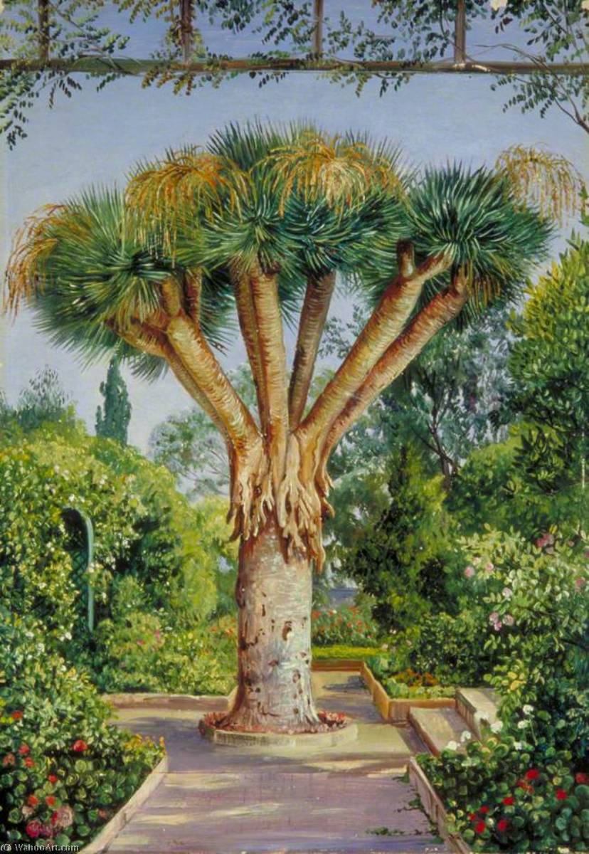 Order Art Reproductions Dragon Tree in a Garden at Santa Cruz, Teneriffe, 1875 by Marianne North (1830-1890, United Kingdom) | ArtsDot.com