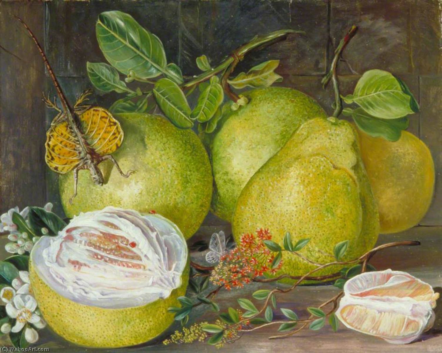 Buy Museum Art Reproductions Flowers and Fruit of the Pomelo, a Branch of Hennah and Flying Lizard, Sarawak, 1876 by Marianne North (1830-1890, United Kingdom) | ArtsDot.com