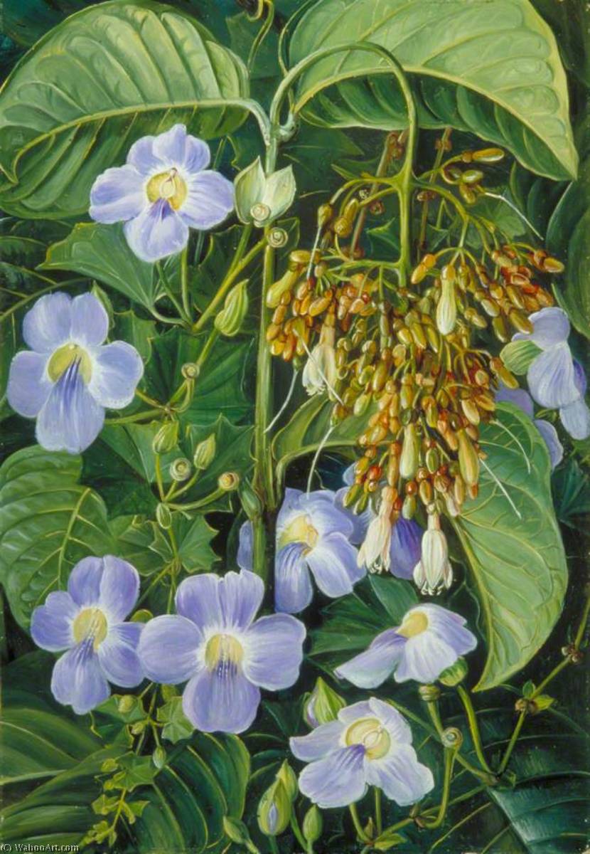 Order Paintings Reproductions Blue Flowered Climber and a Common Swamp Plant of Sarawak, Borneo, 1876 by Marianne North (1830-1890, United Kingdom) | ArtsDot.com