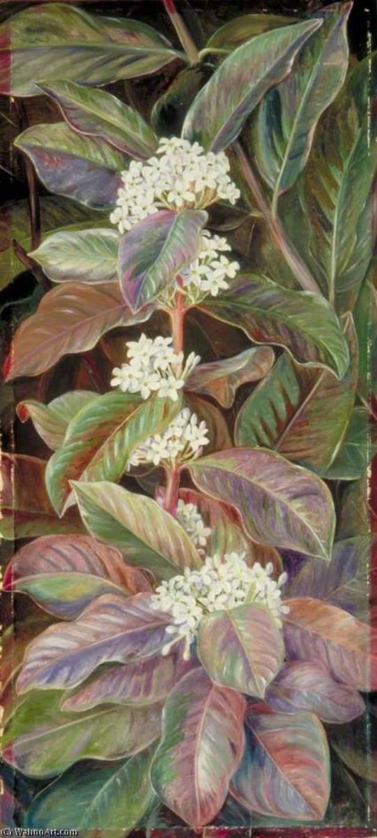 Buy Museum Art Reproductions Foliage and Flowers of a South African Tree, Beautiful but Poisonous, 1882 by Marianne North (1830-1890, United Kingdom) | ArtsDot.com