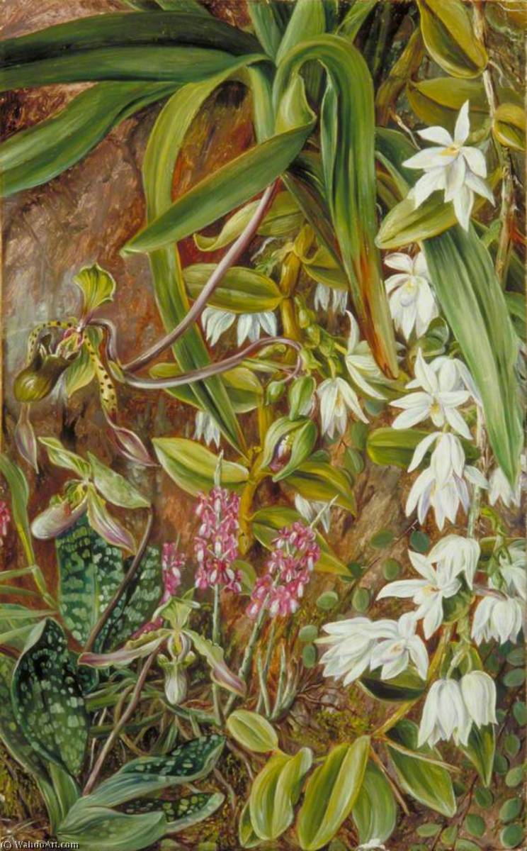 Order Paintings Reproductions Bornean Orchids, 1876 by Marianne North (1830-1890, United Kingdom) | ArtsDot.com