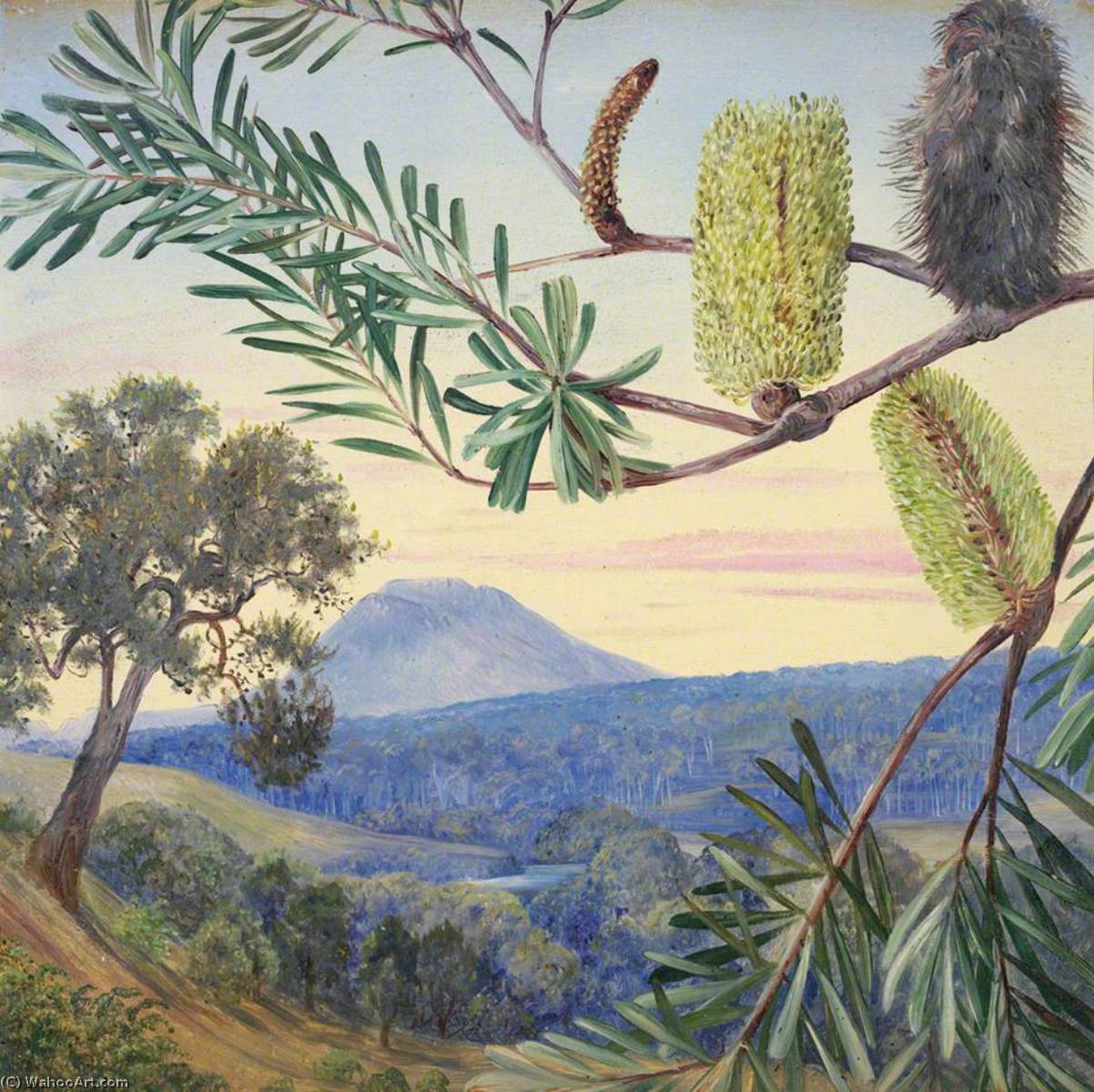 顺序 手工油畫 Banksia of Tasmania, 1881 通过 Marianne North (1830-1890, United Kingdom) | ArtsDot.com