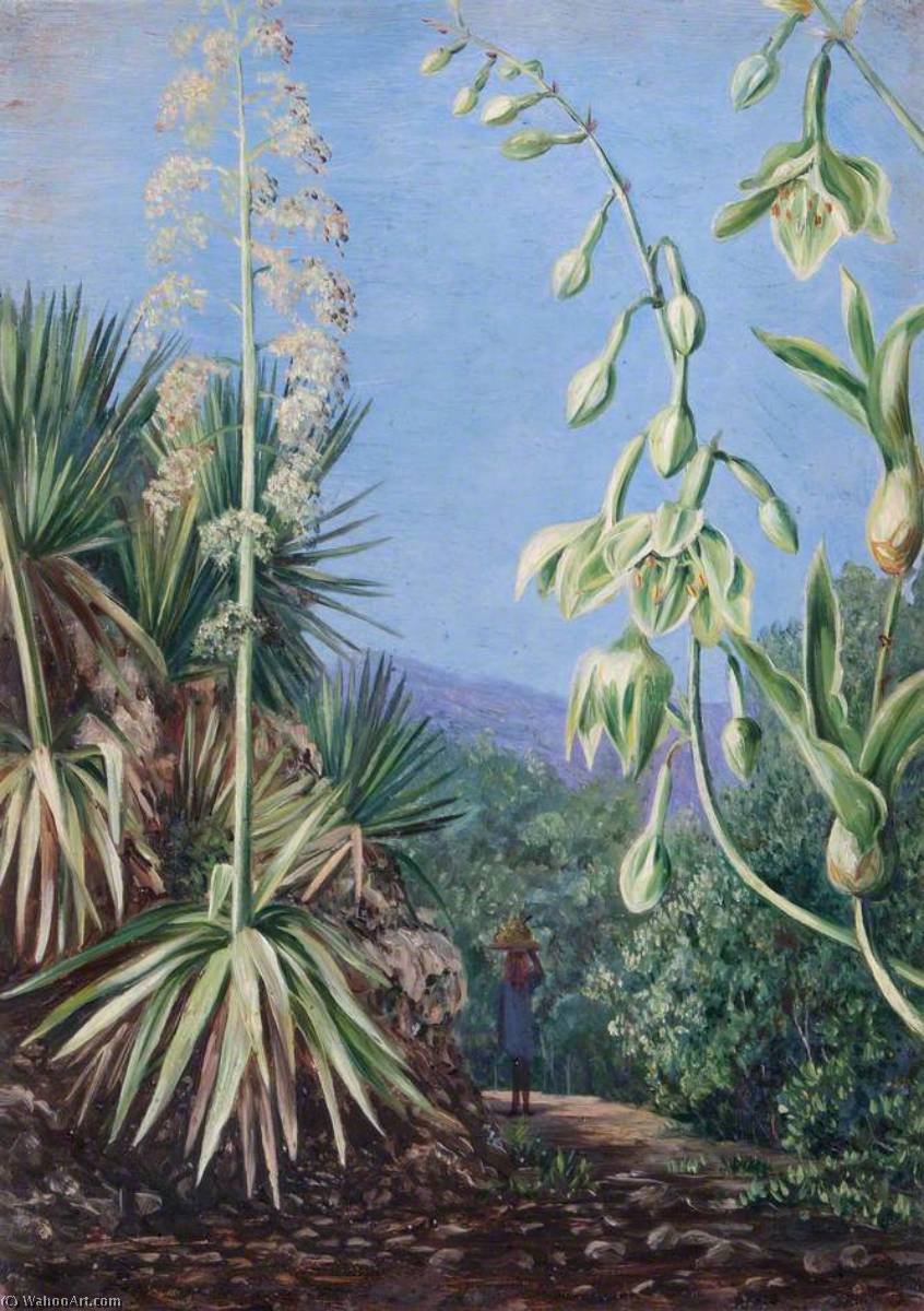 Order Art Reproductions Mountain Path with (as yet) Unidentified Plants, 1880 by Marianne North (1830-1890, United Kingdom) | ArtsDot.com