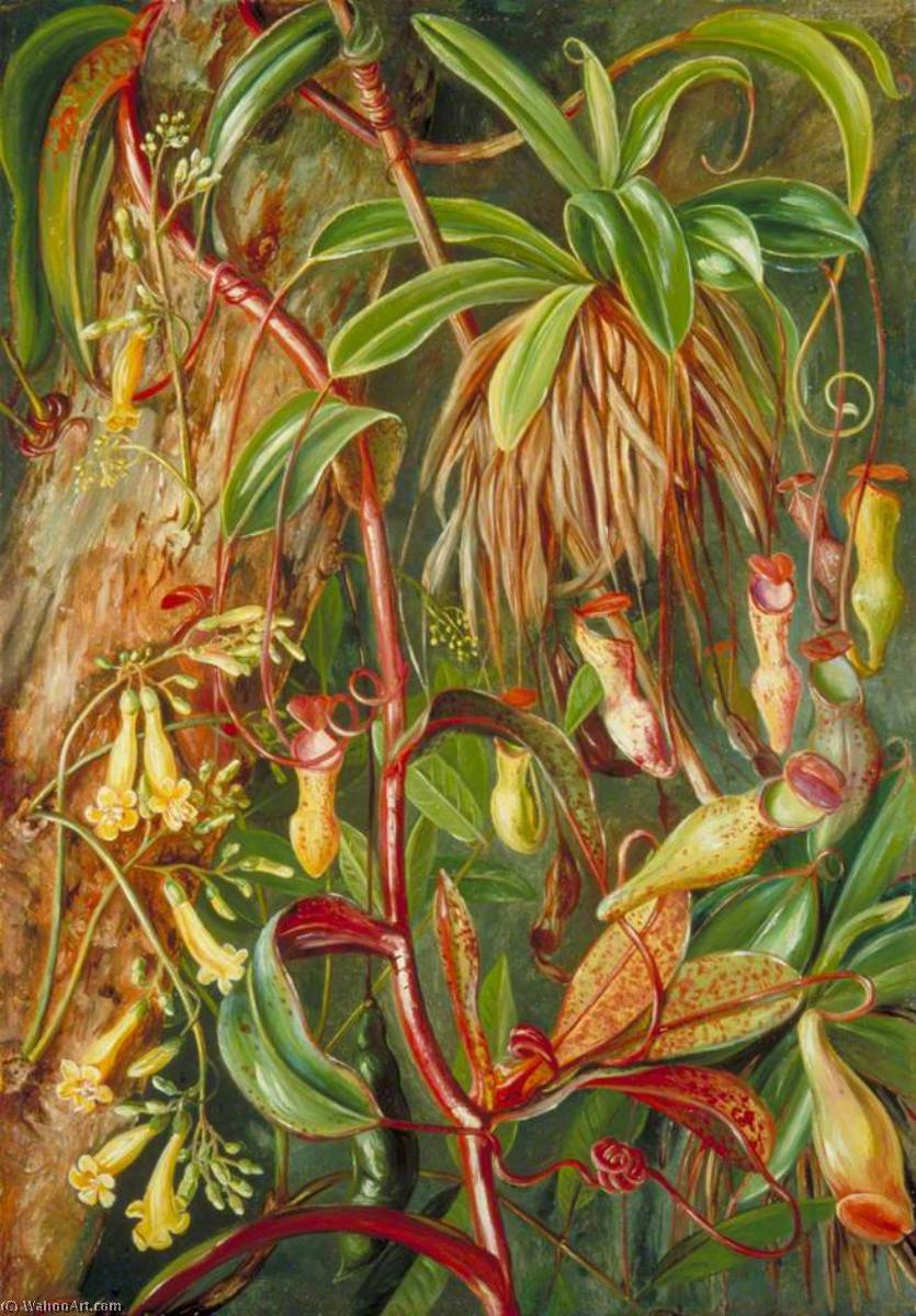 Order Art Reproductions Seychelles Pitcher Plant and Bilimb Marron, 1883 by Marianne North (1830-1890, United Kingdom) | ArtsDot.com