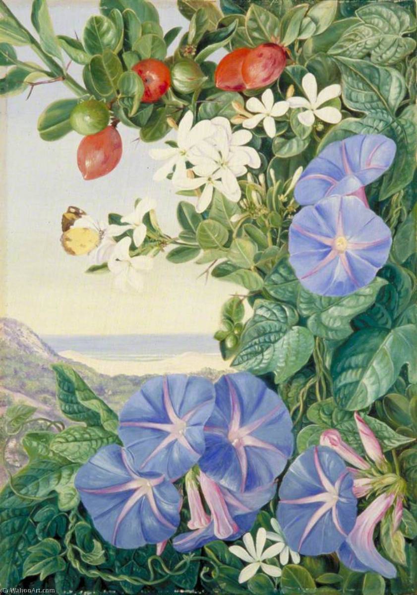 Order Paintings Reproductions Amantungula in Flower and Fruit, and Blue Ipomoea, South Africa, 1882 by Marianne North (1830-1890, United Kingdom) | ArtsDot.com