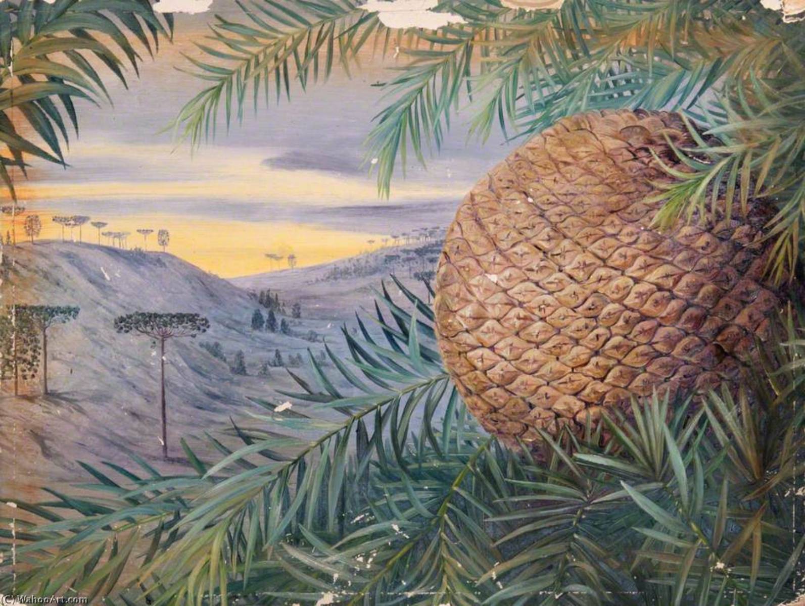 Order Art Reproductions Cone of Araucaria brasiliana, Brazil, 1880 by Marianne North (1830-1890, United Kingdom) | ArtsDot.com