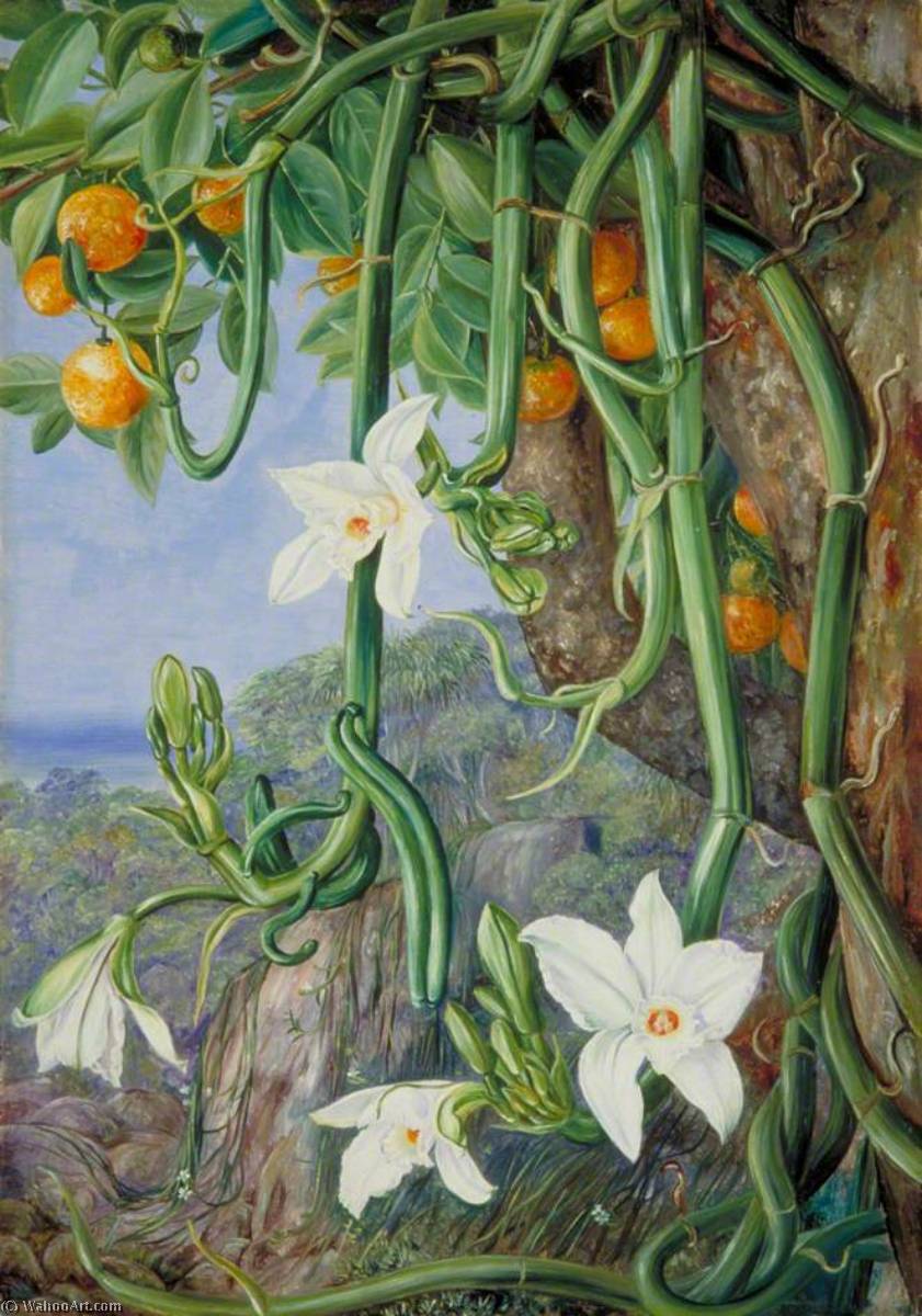 Order Paintings Reproductions Native Vanilla Hanging from the Wild Orange, Praslin, Seychelles, 1883 by Marianne North (1830-1890, United Kingdom) | ArtsDot.com