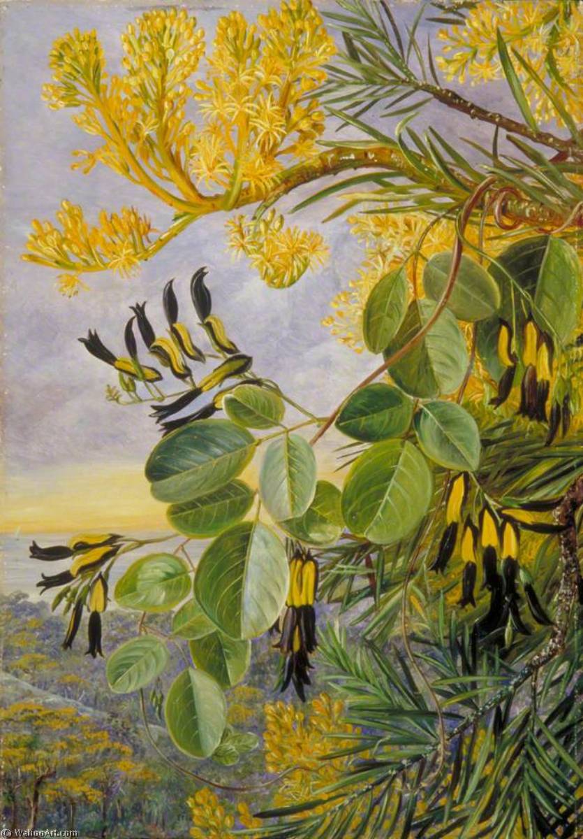 Order Art Reproductions Flowers of the Flame Tree and Yellow and Black Twiner, West Australia, 1880 by Marianne North (1830-1890, United Kingdom) | ArtsDot.com