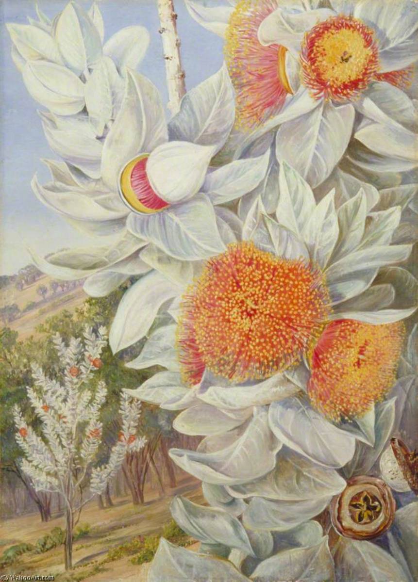 Order Art Reproductions Foliage, Flowers and Seed Vessels of a Rare West Australian Shrub, 1880 by Marianne North (1830-1890, United Kingdom) | ArtsDot.com
