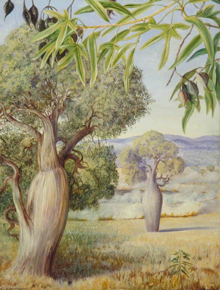 Order Oil Painting Replica The Bottle Tree of Queensland, 1880 by Marianne North (1830-1890, United Kingdom) | ArtsDot.com