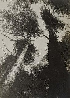 Pine Trees, Pushkino, 1927 by Alexander Rodchenko Alexander Rodchenko | ArtsDot.com