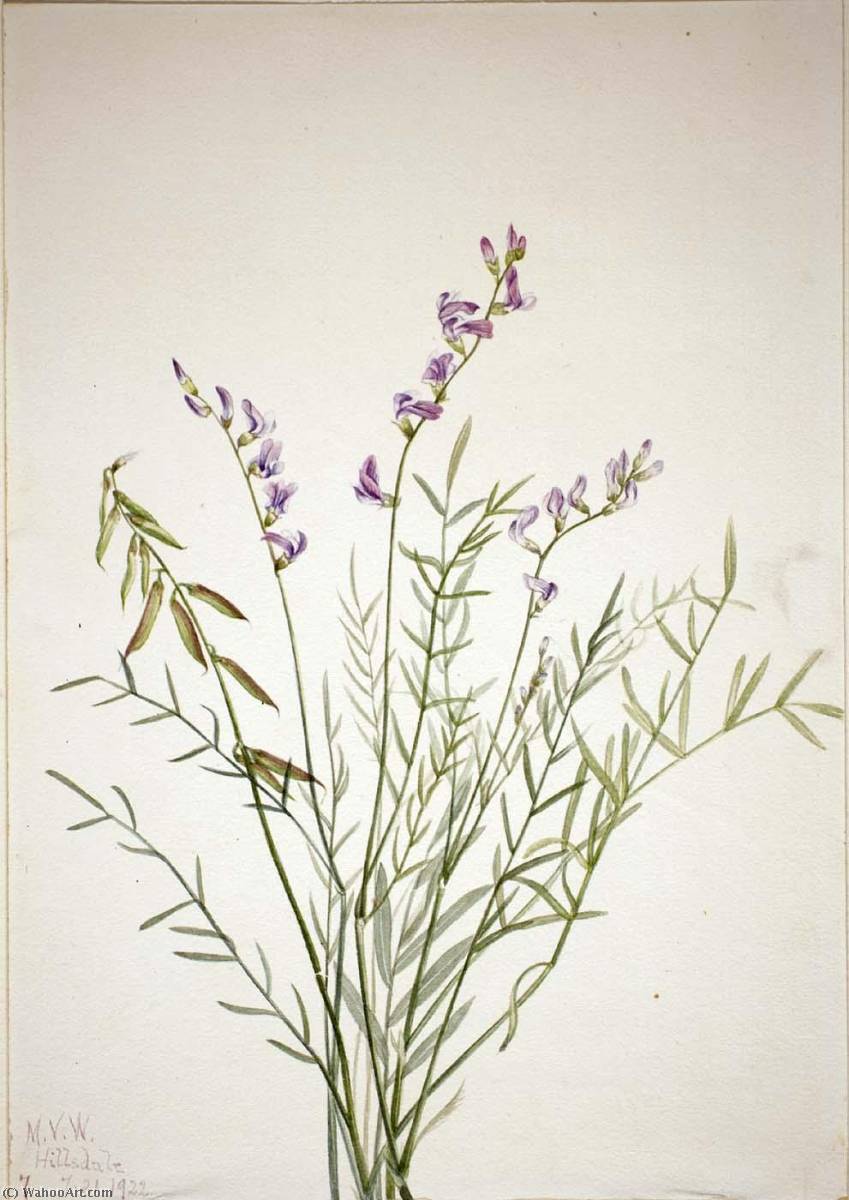 Order Paintings Reproductions Burgess Milkvetch (Astragalus bourgovii), 1922 by Mary Vaux Walcott (1860-1940, United States) | ArtsDot.com