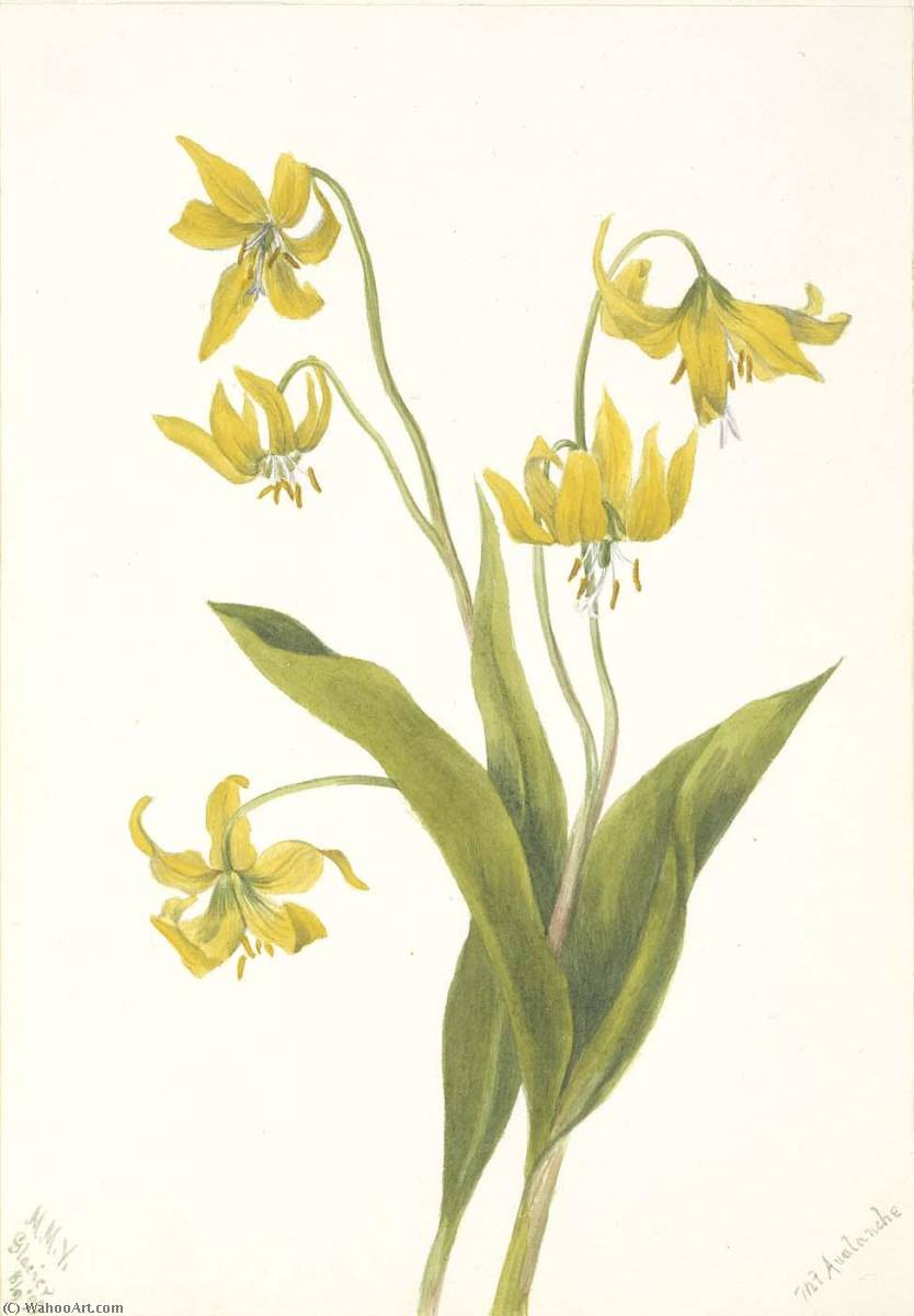 Buy Museum Art Reproductions Glacierlily (Erythronium grandiflorum), 1899 by Mary Vaux Walcott (1860-1940, United States) | ArtsDot.com