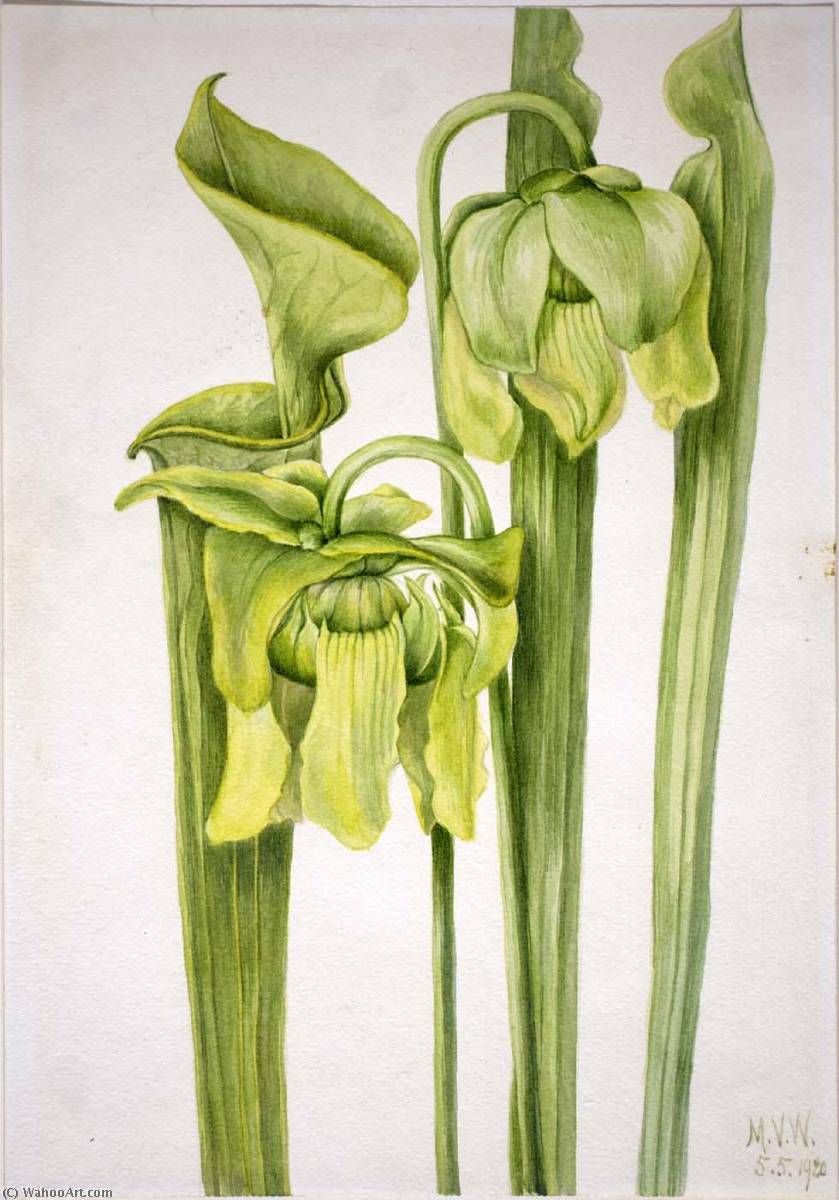 Order Oil Painting Replica Trumpetleaf (Sarracenia flava), 1920 by Mary Vaux Walcott (1860-1940, United States) | ArtsDot.com