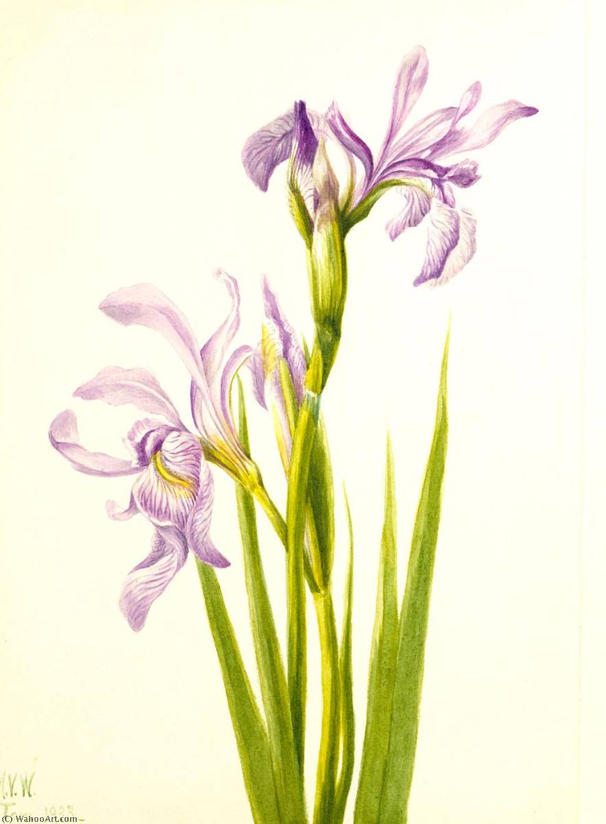 Buy Museum Art Reproductions Western Blue Flag (Iris missouriensis), 1933 by Mary Vaux Walcott (1860-1940, United States) | ArtsDot.com