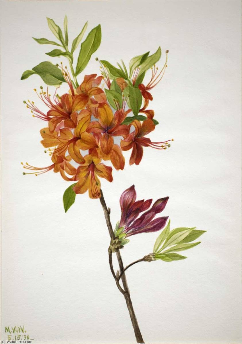 Order Paintings Reproductions Flame Azalea (Rhododendron speciosum), 1938 by Mary Vaux Walcott (1860-1940, United States) | ArtsDot.com