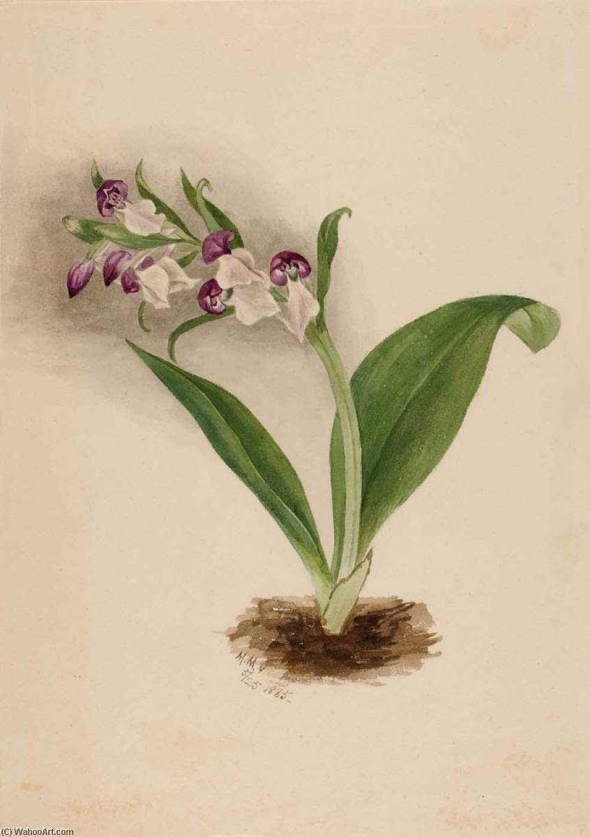 Order Oil Painting Replica Showy Orchids (Orchis spectabilis), 1885 by Mary Vaux Walcott (1860-1940, United States) | ArtsDot.com