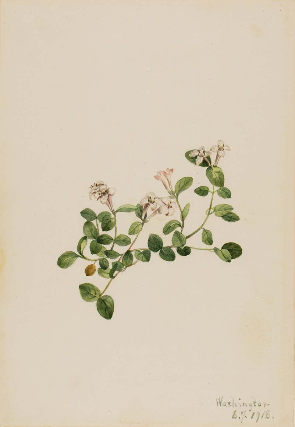 Buy Museum Art Reproductions Partridgeberry (Mitchella repena), 1918 by Mary Vaux Walcott (1860-1940, United States) | ArtsDot.com