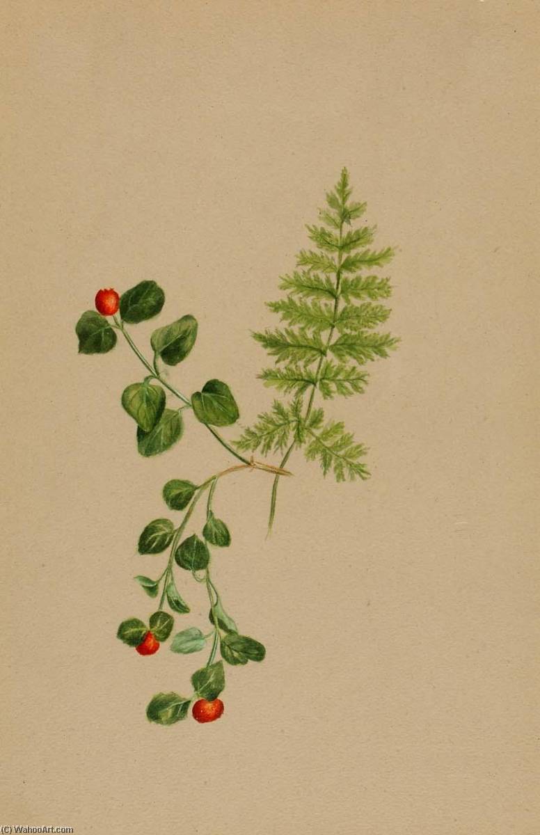 Order Paintings Reproductions Partridgeberry (Mitchella repens), 1925 by Mary Vaux Walcott (1860-1940, United States) | ArtsDot.com