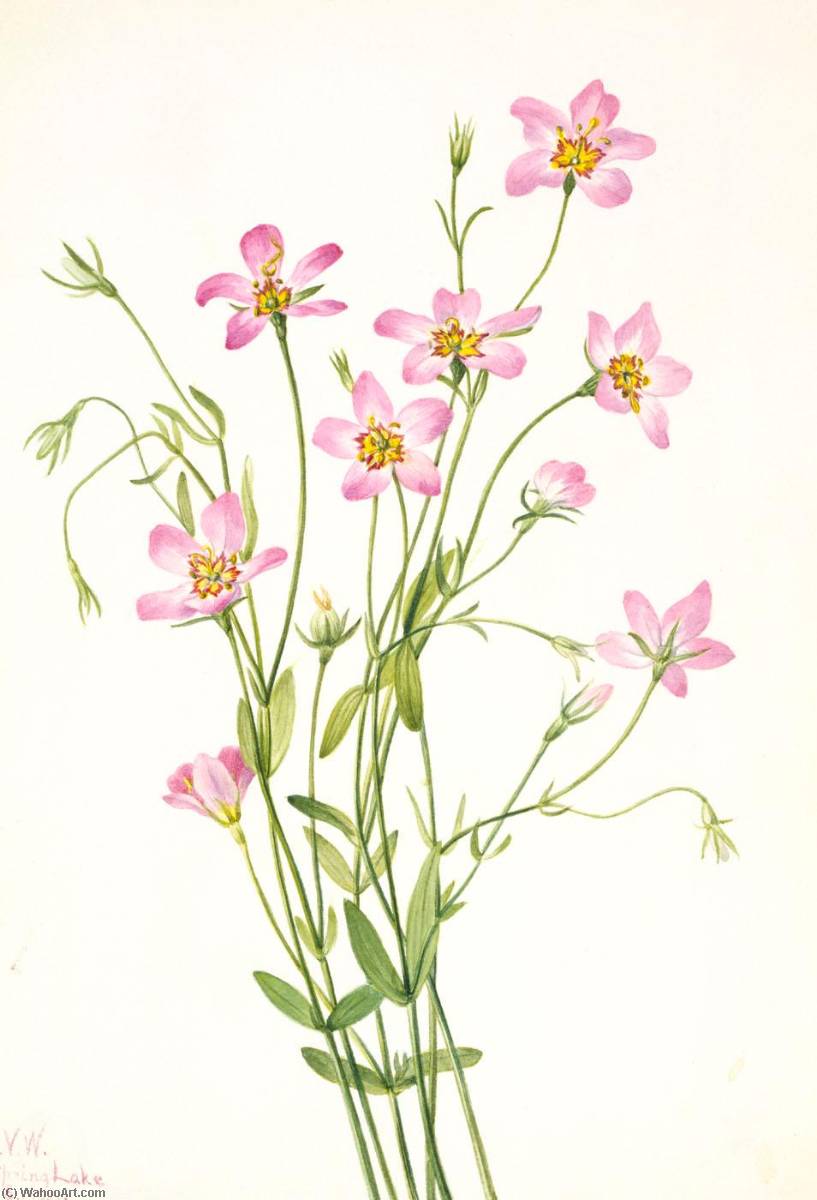 Order Art Reproductions Saltmarsh Rosegentian (Sabbatia stellaris), 1926 by Mary Vaux Walcott (1860-1940, United States) | ArtsDot.com