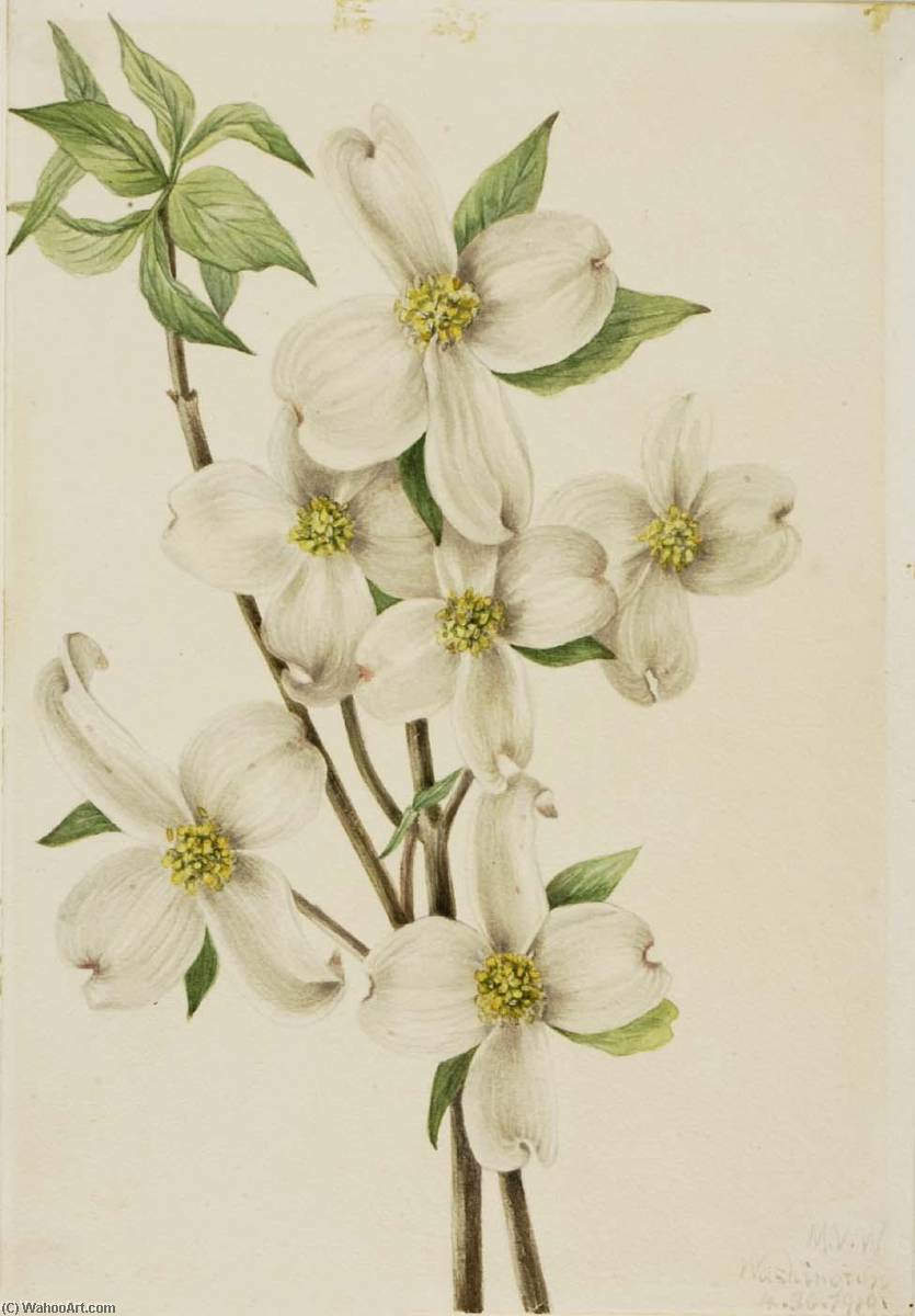 Order Art Reproductions Flowering Dogwood (Cornus florida), 1919 by Mary Vaux Walcott (1860-1940, United States) | ArtsDot.com