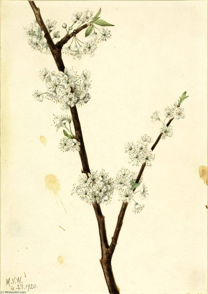 Order Oil Painting Replica Chickasaw Plum (Prunus angustifolia), 1920 by Mary Vaux Walcott (1860-1940, United States) | ArtsDot.com