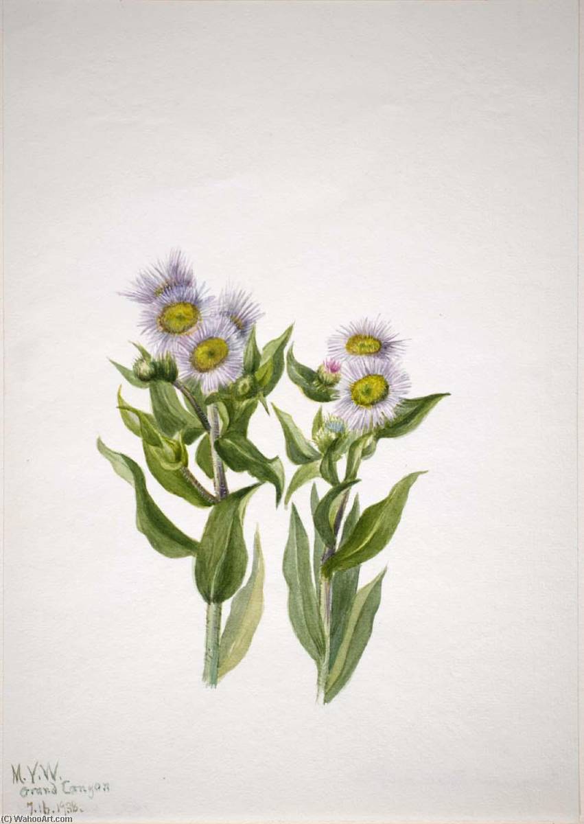 Buy Museum Art Reproductions Fleabane (Erigeron macranthus), 1938 by Mary Vaux Walcott (1860-1940, United States) | ArtsDot.com