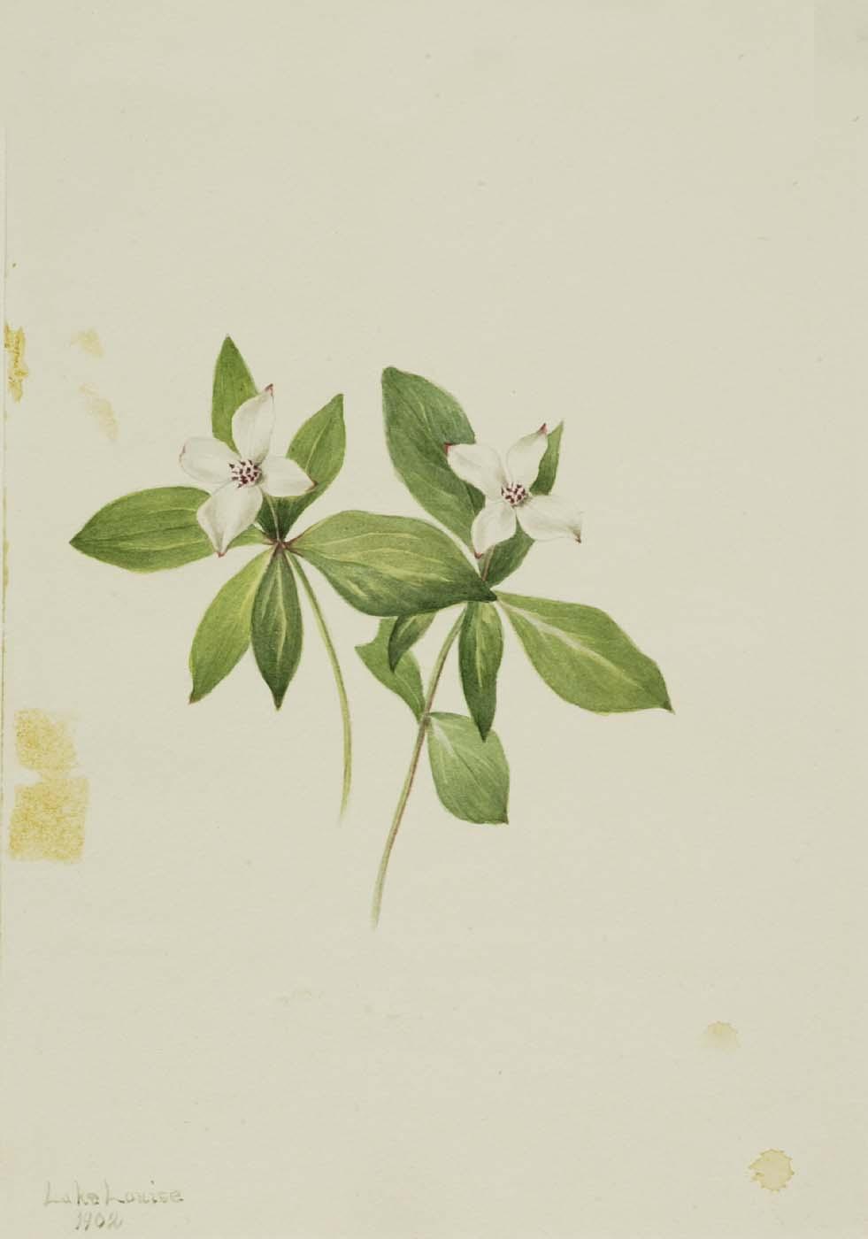 Order Oil Painting Replica Bunchberry (Cornus canadensis), 1916 by Mary Vaux Walcott (1860-1940, United States) | ArtsDot.com
