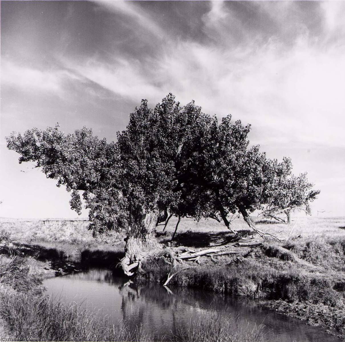 Tree, Kiowa County, from the Kansas Documentary Survey Project, 1974 by Larry W Schwarm Larry W Schwarm | ArtsDot.com