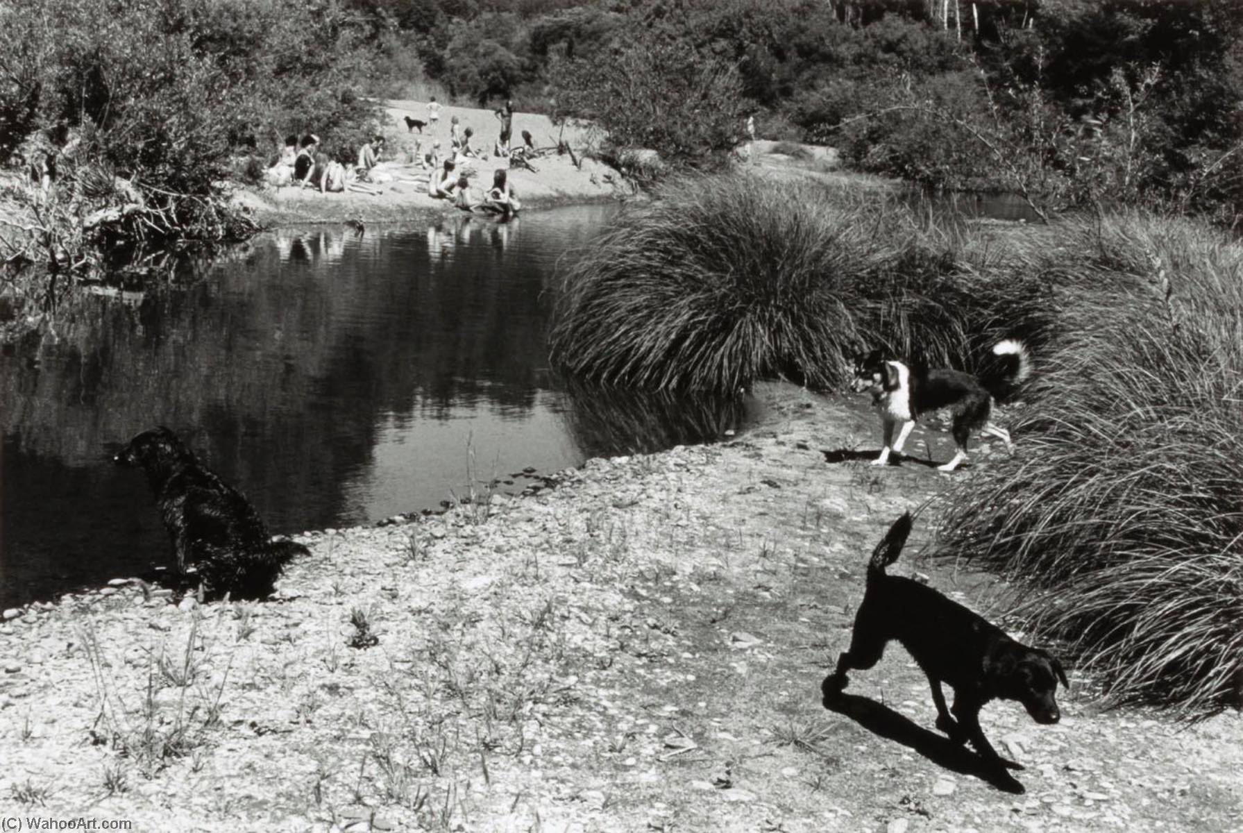 Navarro River (Dogs by River), 1971 by Alvin Lieberman Alvin Lieberman | ArtsDot.com