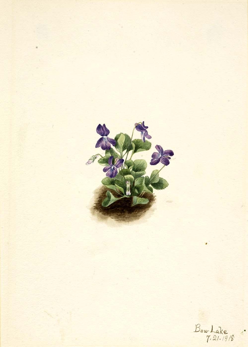 Order Oil Painting Replica Purple Mountain Violet (Viola adunca), 1918 by Mary Morris Vaux Walcott (1860-1940) | ArtsDot.com