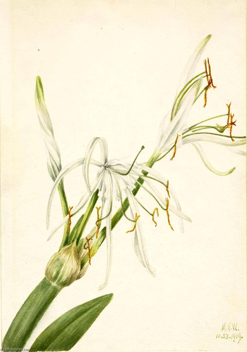 Order Artwork Replica Spider Lily (Hymenocallis rotata), 1919 by Mary Morris Vaux Walcott (1860-1940) | ArtsDot.com