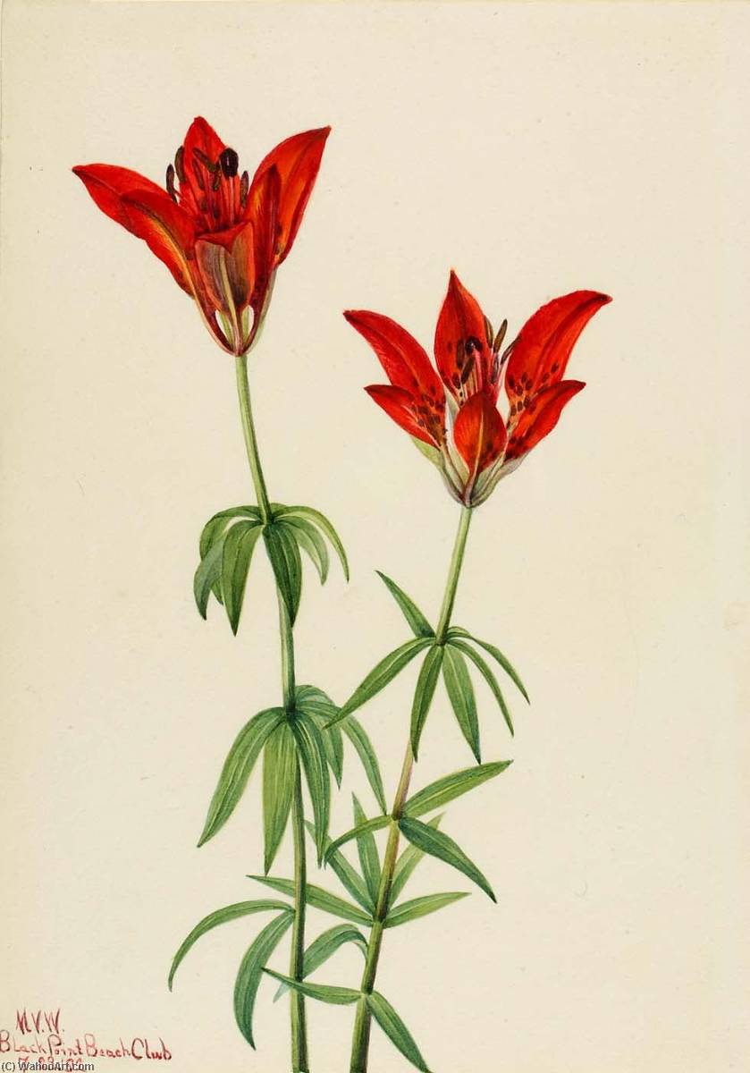 Order Oil Painting Replica Wood Lily (Lilium philadelphicum), 1932 by Mary Morris Vaux Walcott (1860-1940) | ArtsDot.com